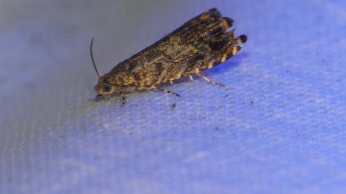 Enarmonia formosana